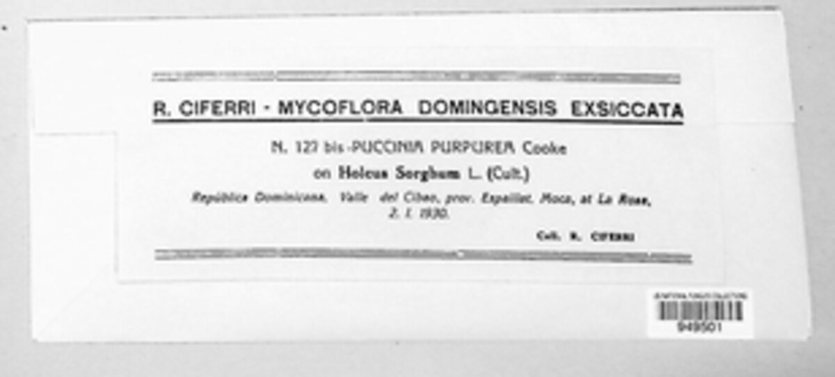 Puccinia purpurea image